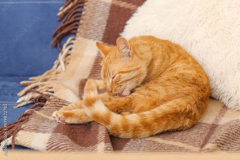 Cute ginger cat lying on plaid, closeup