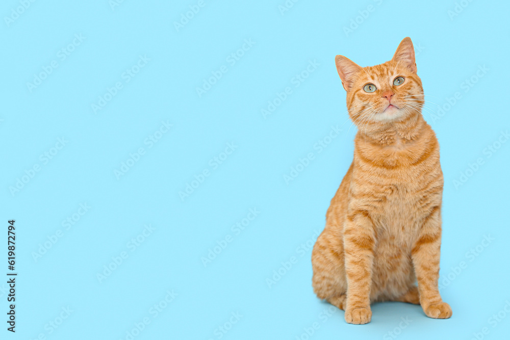 Cute ginger cat on blue background