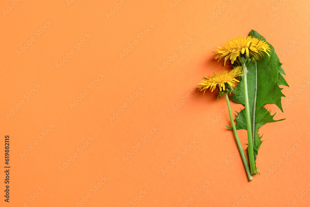 Yellow dandelion flowers and leaf on color background