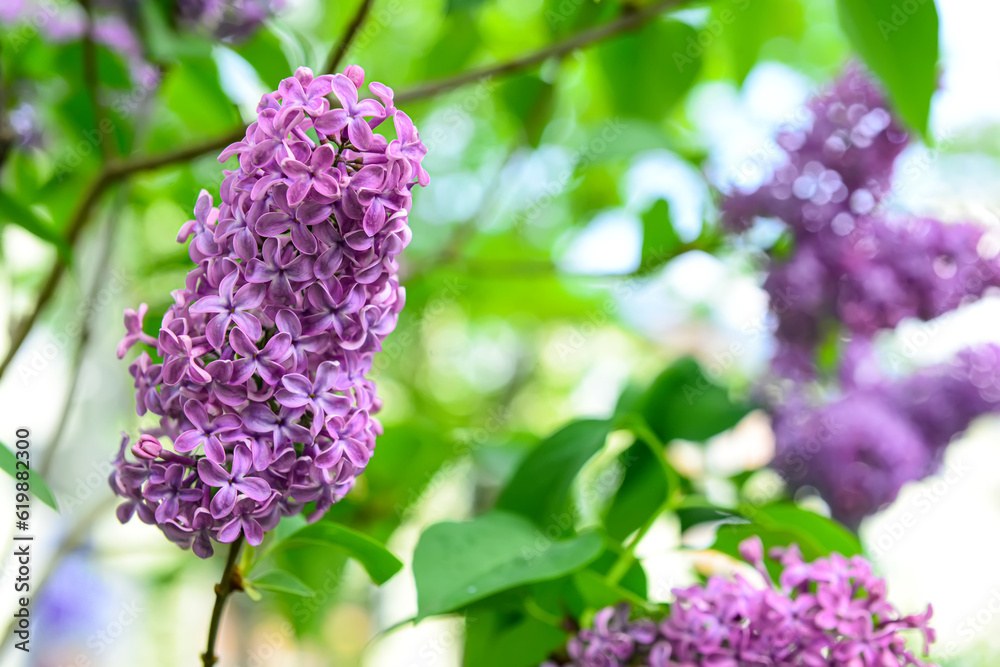 Beautiful violet lilac flowers on blurred background, closeup