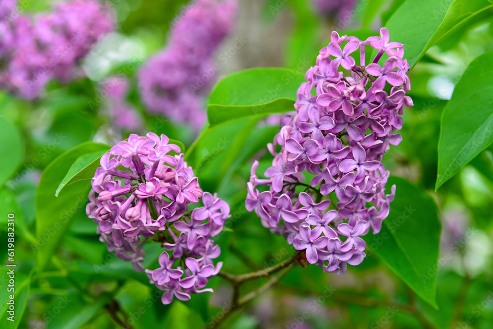 Beautiful violet lilac tree on spring day, closeup