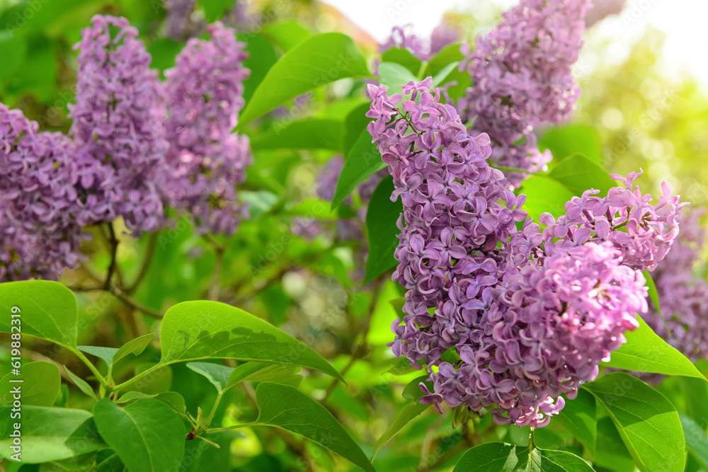 Beautiful violet lilac tree on spring day, closeup