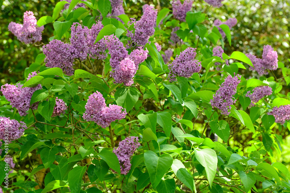 Beautiful violet lilac flowers on spring day