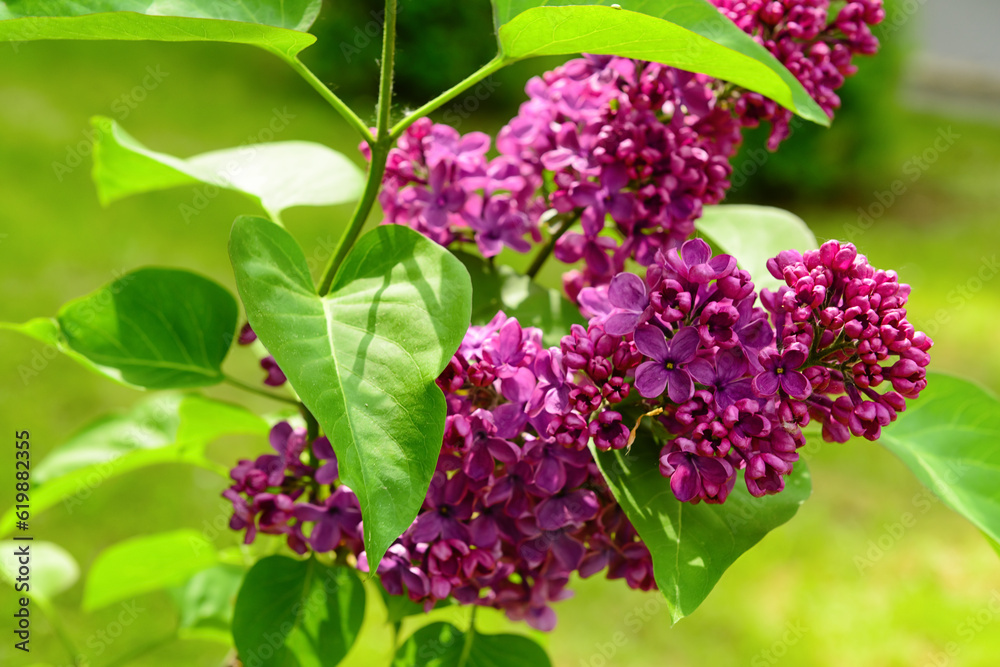 Beautiful violet lilac flowers on blurred background, closeup