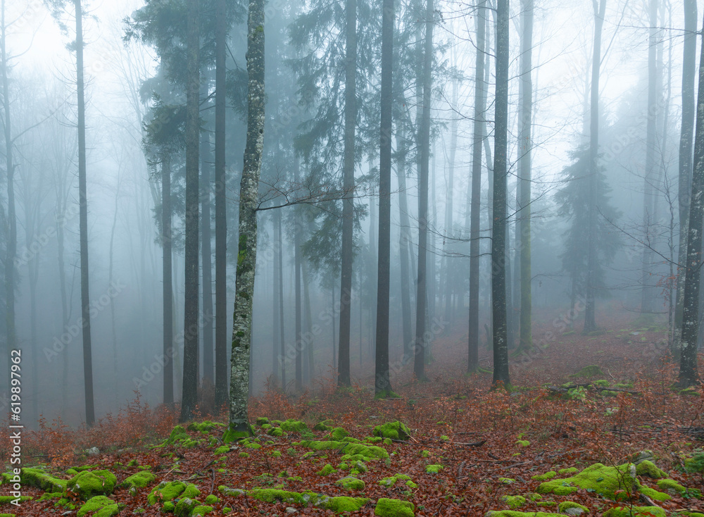 Muted foggy autumn seasonal forest wonderland. 