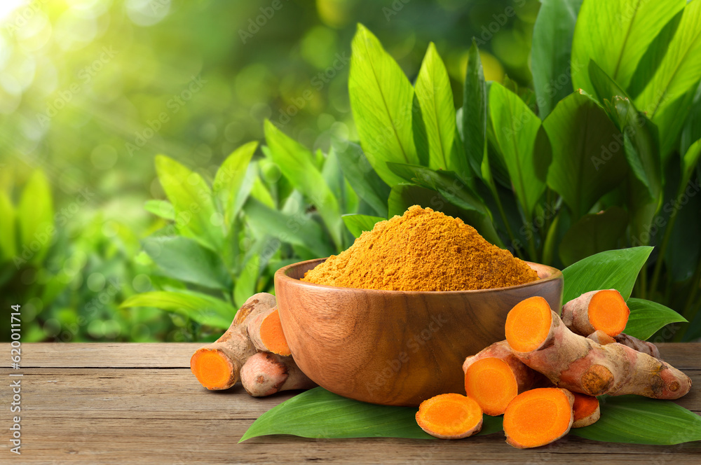 Turmeric (curcumin) powder and fresh rhizome with turmeric plant background.