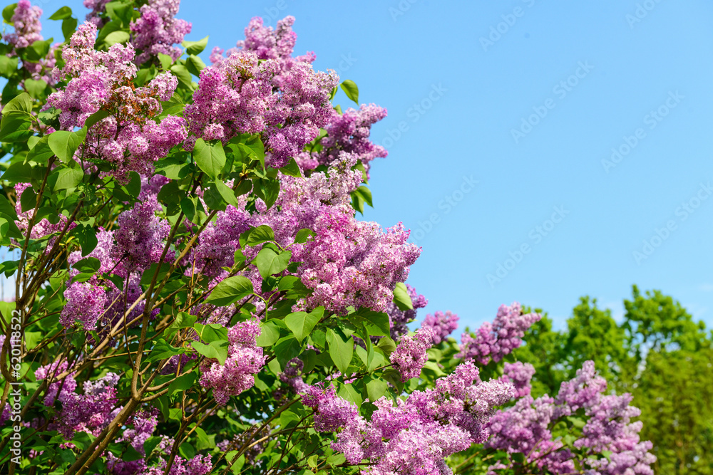 Beautiful violet lilac flowers on blue sky background