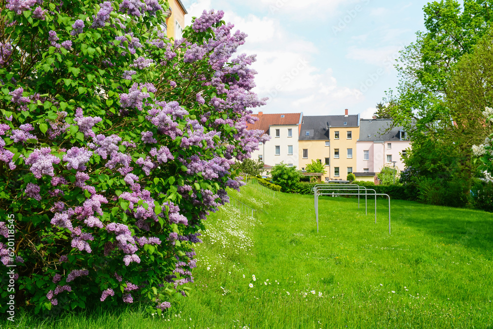 Beautiful lilac flowers in park on spring day