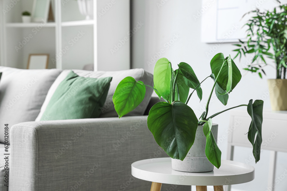 Pot with green houseplant on coffee table near grey sofa in living room, closeup