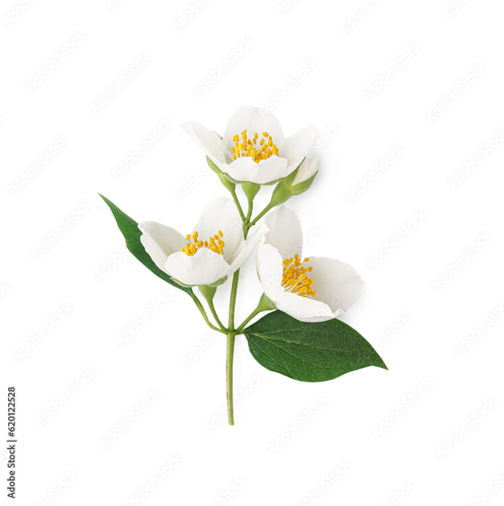 Jasmine twig on white background