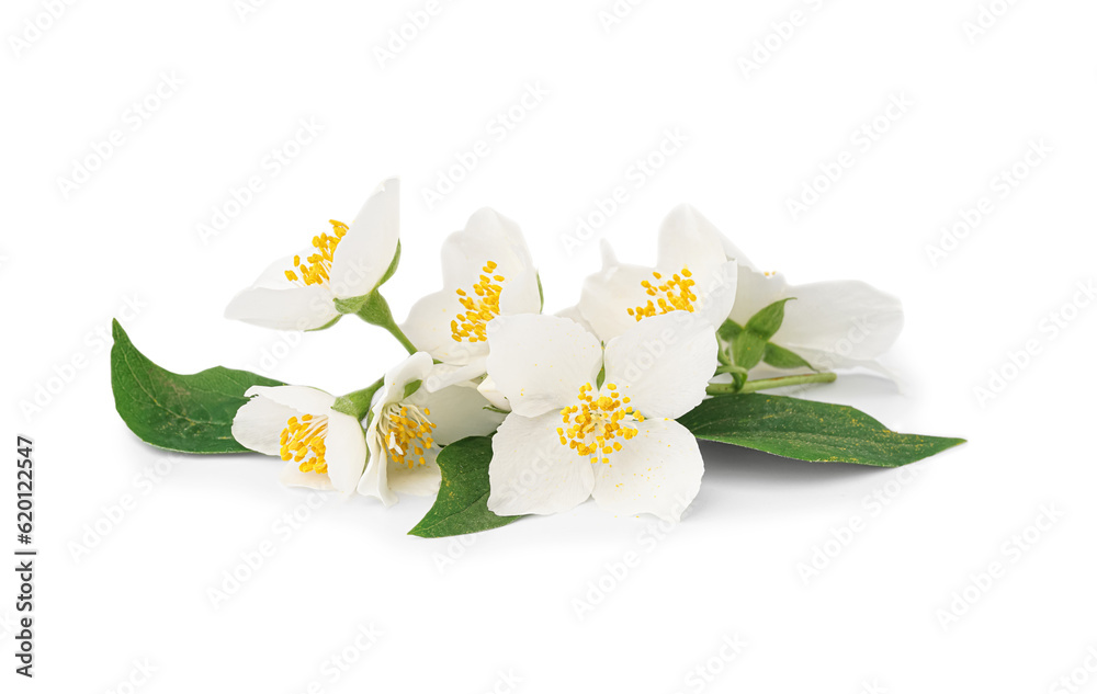 Jasmine twig on white background