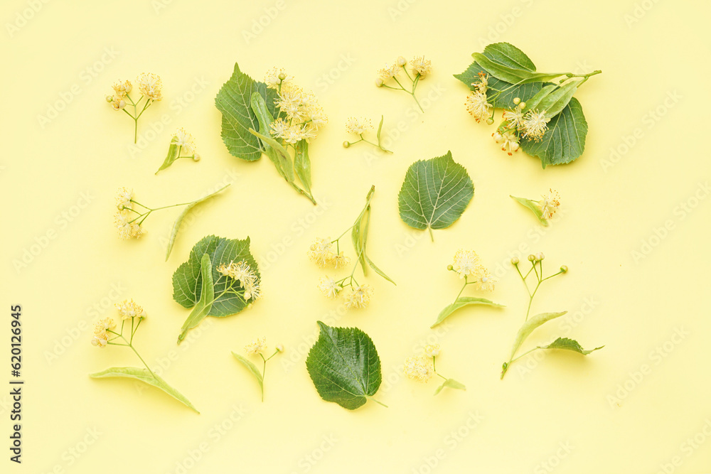 Composition with fresh linden flowers and leaves on color background