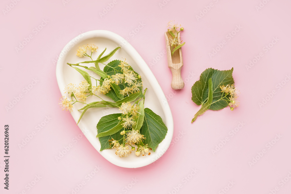 Plate with fresh linden flowers and leaves on pink background