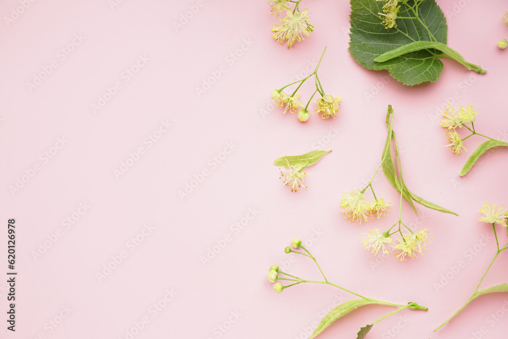 Composition with fresh linden flowers on pink background