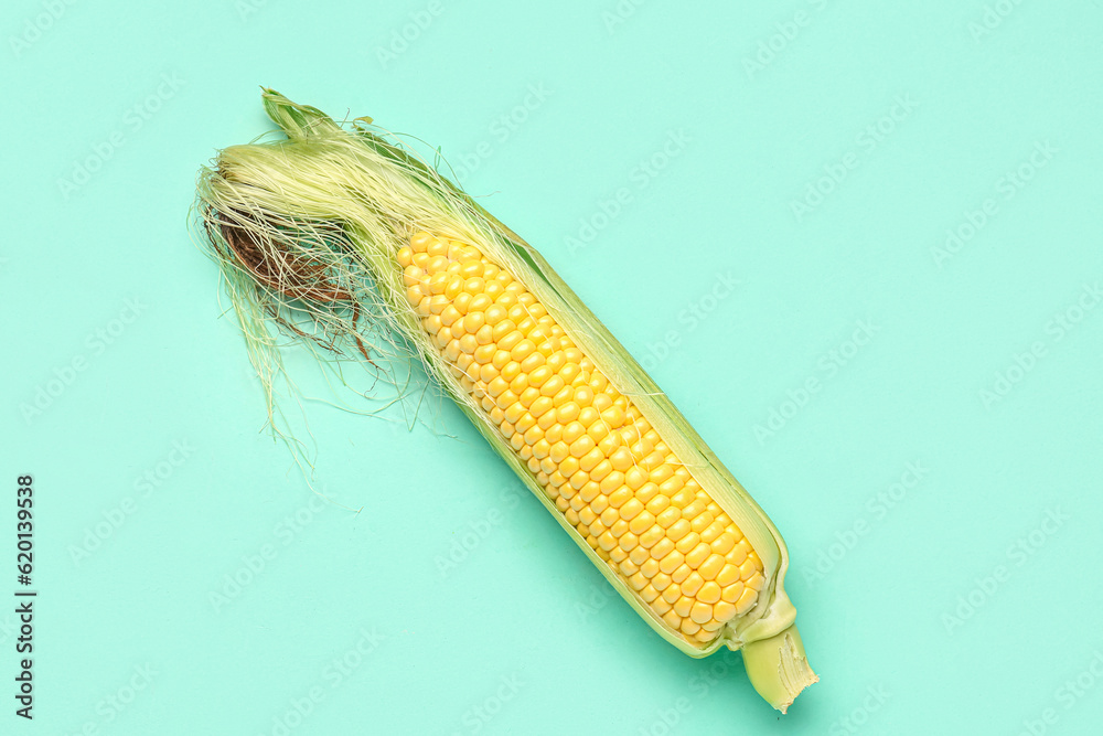 Fresh corn cob on blue background