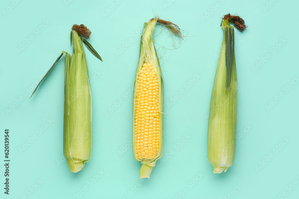 Fresh corn cobs on blue background