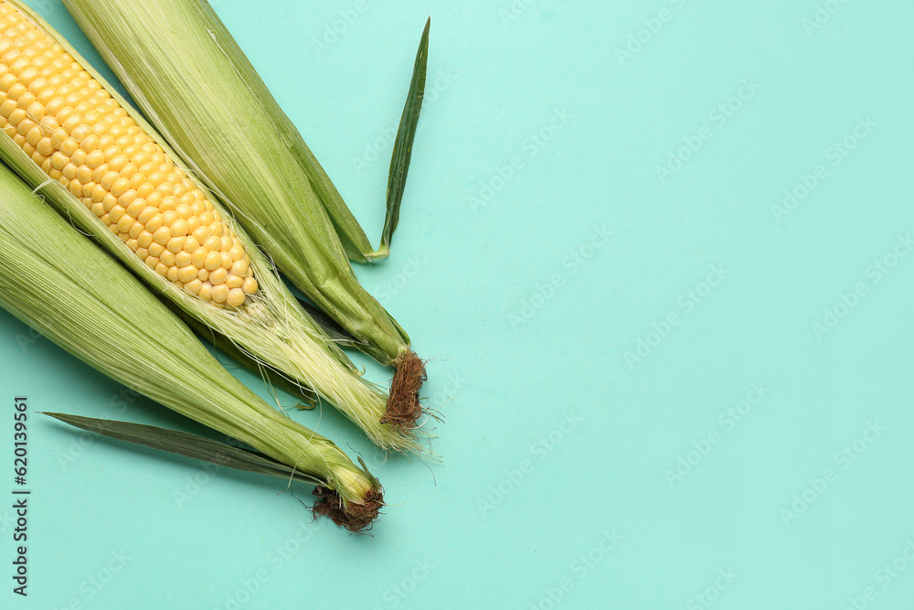 Fresh corn cobs on blue background