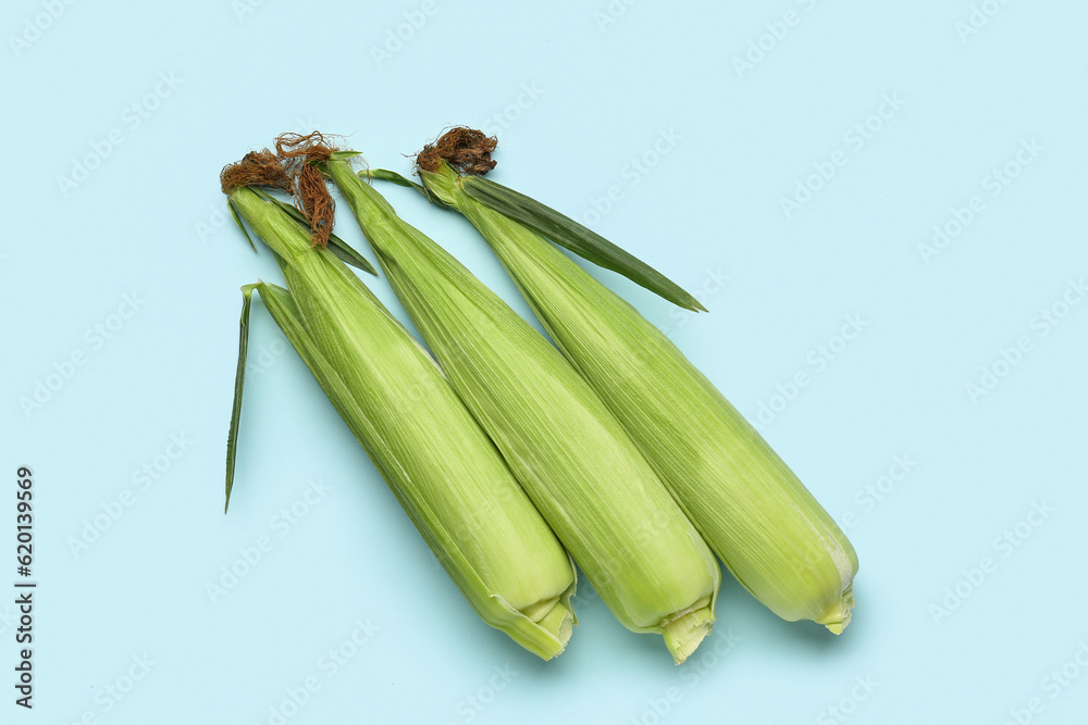 Fresh corn cobs on blue background