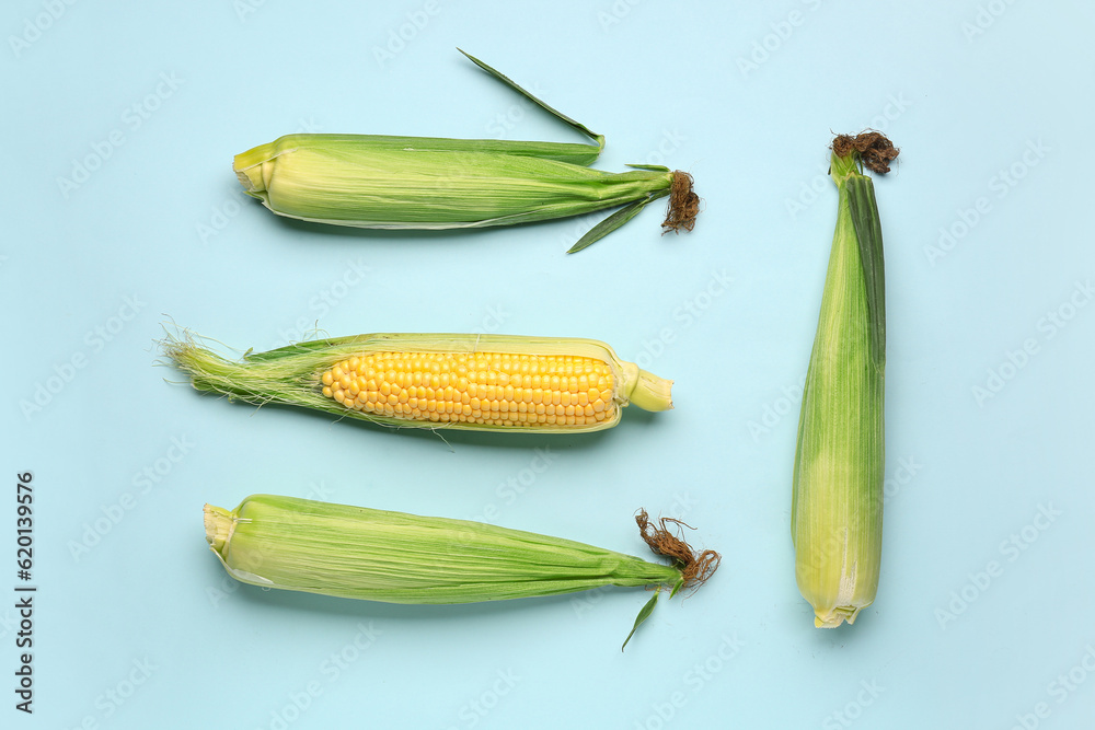 Fresh corn cobs on blue background