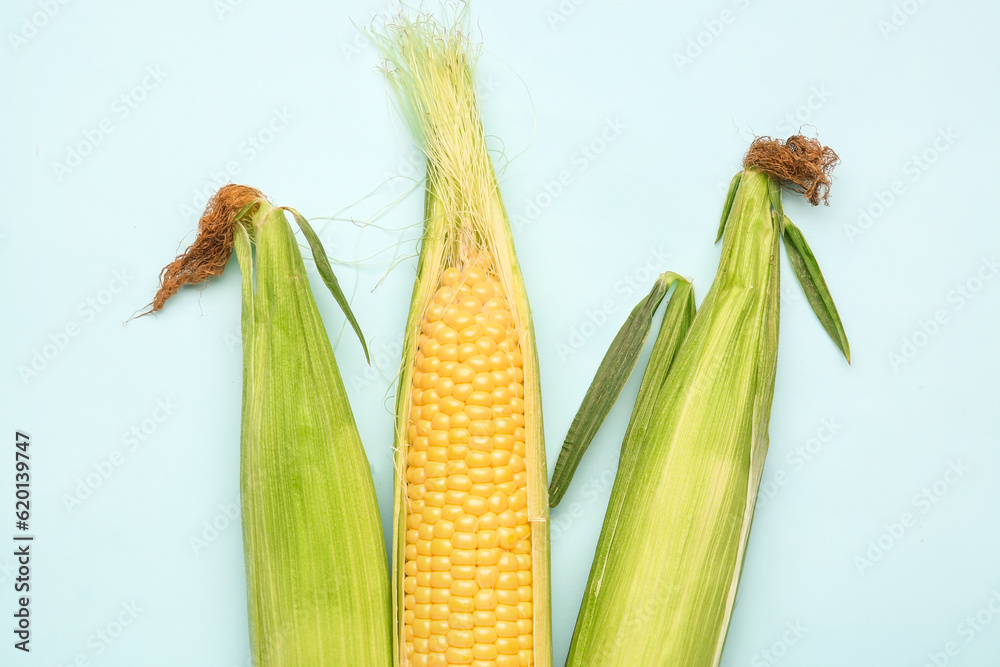 Fresh corn cobs on blue background