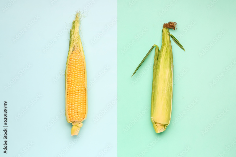 Fresh corn cobs on blue background