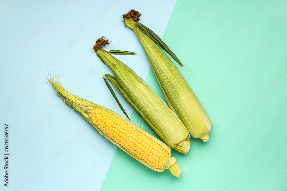 Fresh corn cobs on blue background