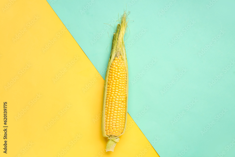 Fresh corn cob on colorful background