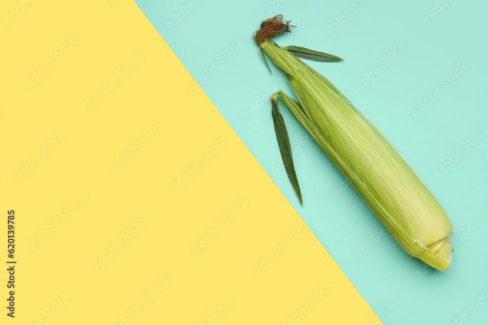 Fresh corn cob on colorful background