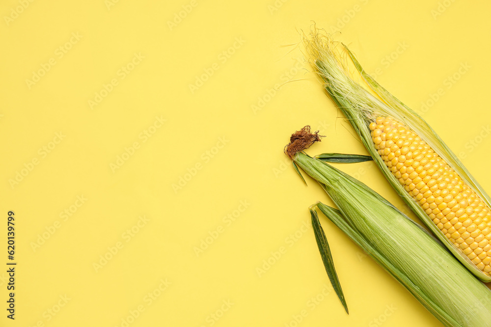 Fresh corn cobs on yellow background