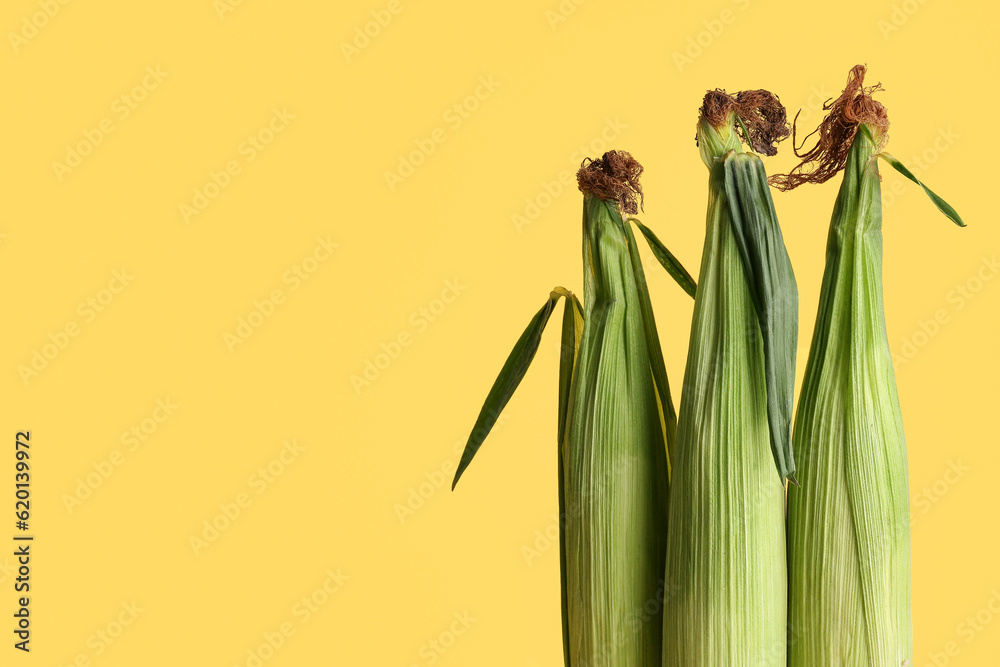 Fresh corn cobs on yellow background