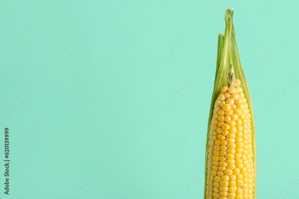 Fresh corn cobs on blue background