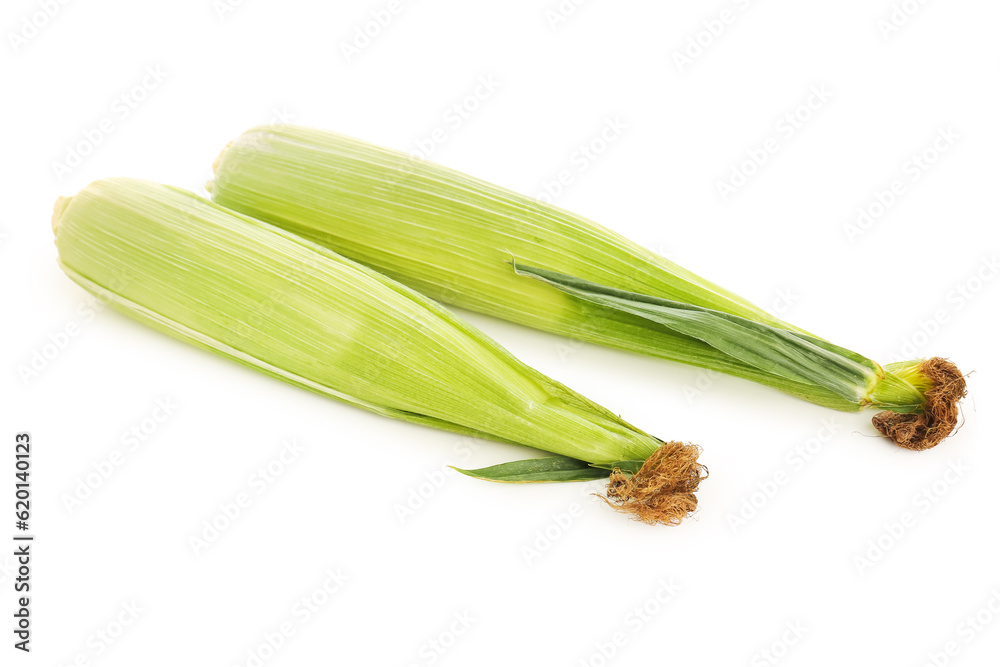 Fresh corn cobs on white background