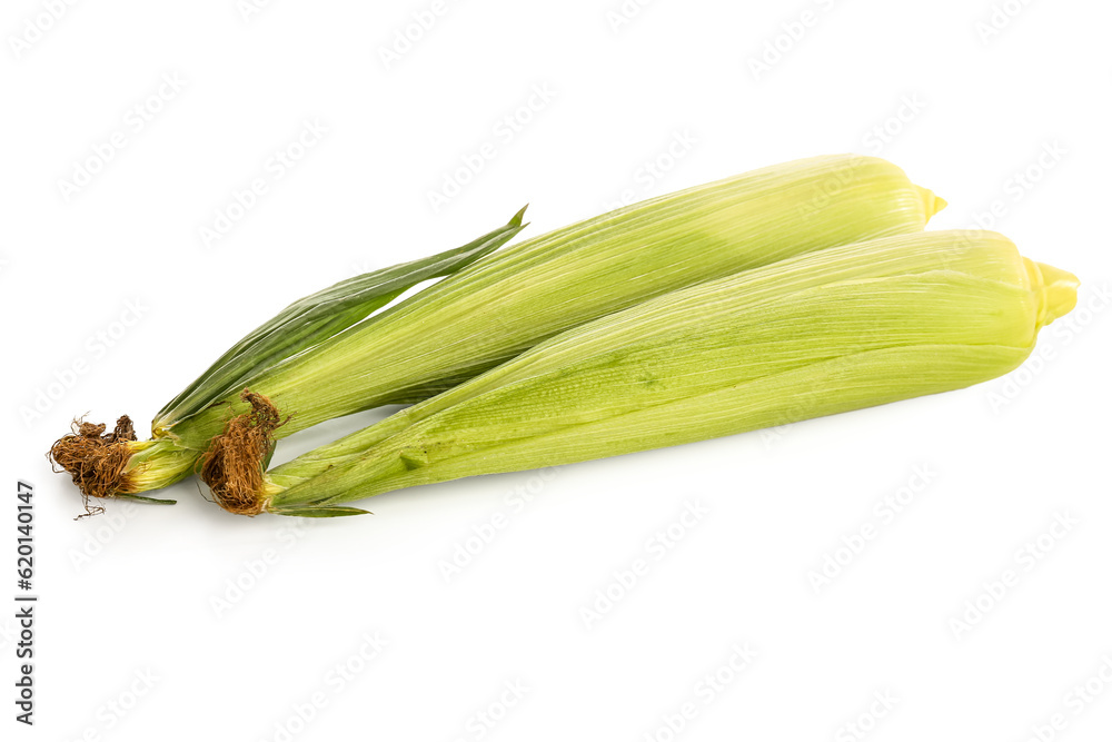 Fresh corn cobs on white background