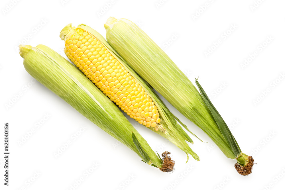 Fresh corn cobs on white background