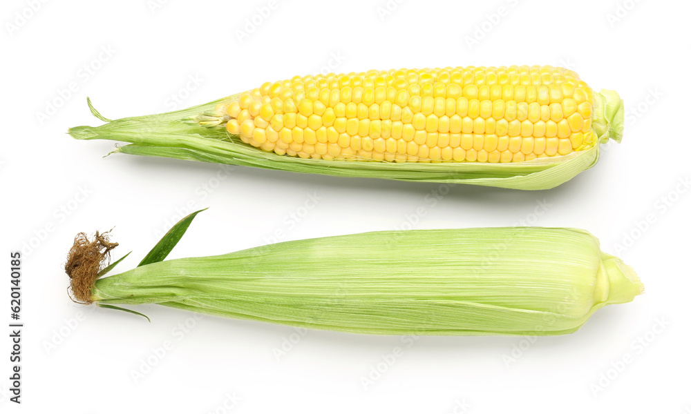 Fresh corn cobs on white background