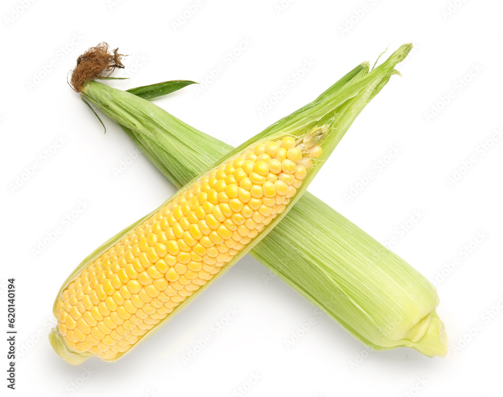 Fresh corn cobs on white background