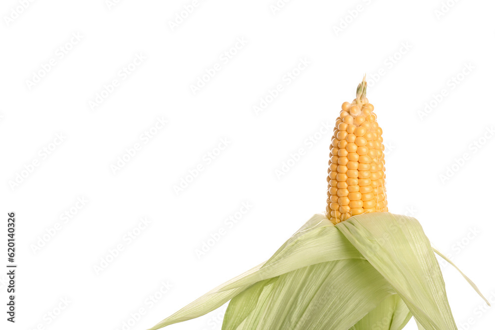 Fresh corn cob on white background