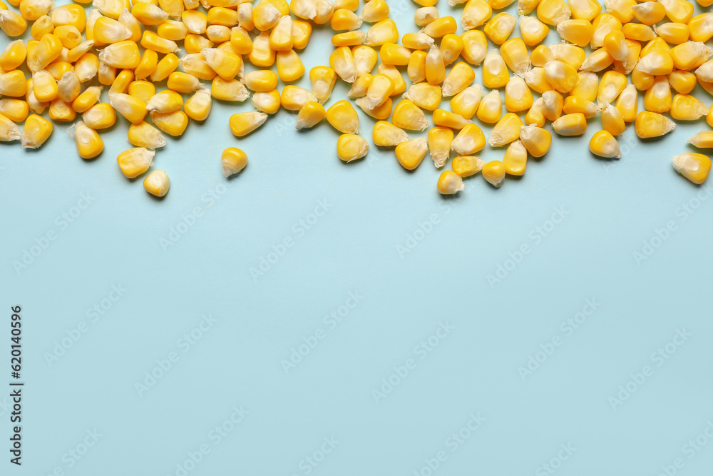 Fresh corn seeds on blue background