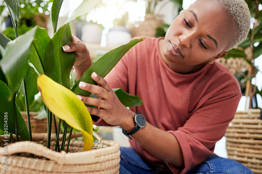 Plant, retail and shopping with black woman in small business for agriculture, quality assurance and