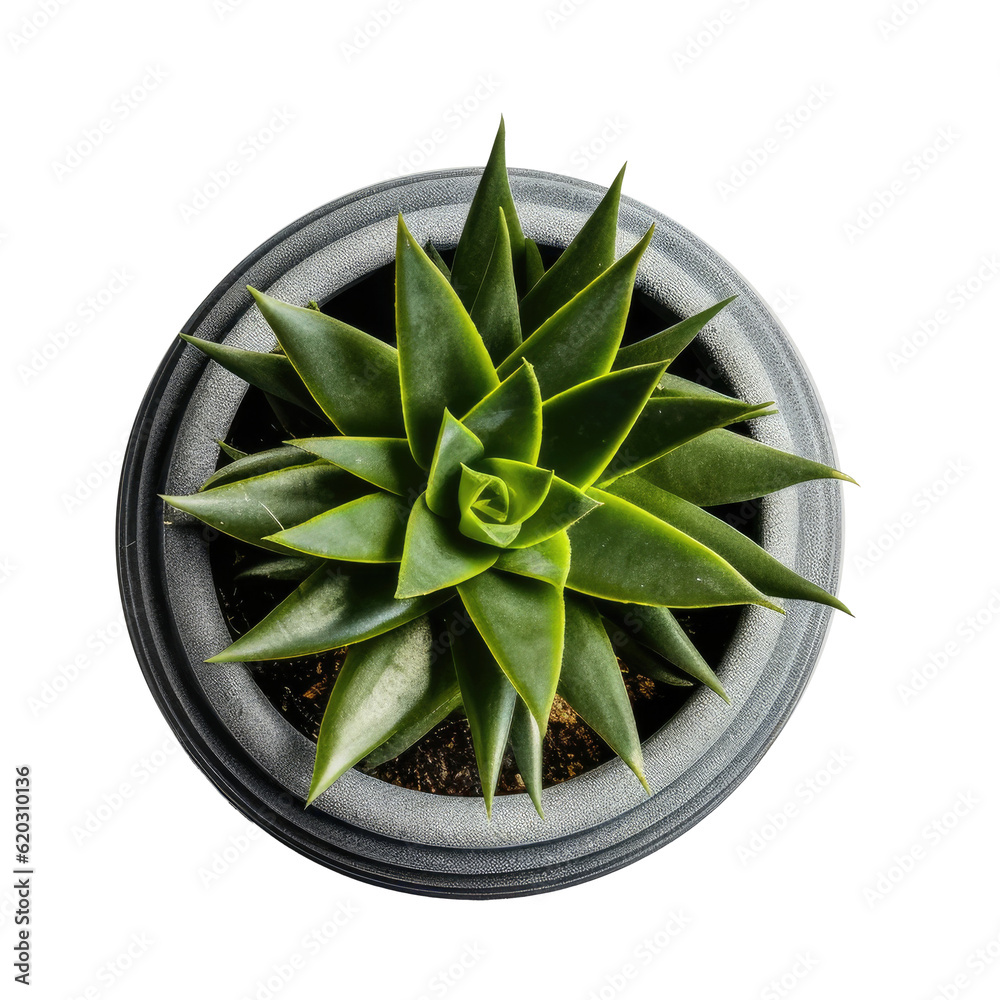 Small succulent in a pot isolated. Illustration AI Generative