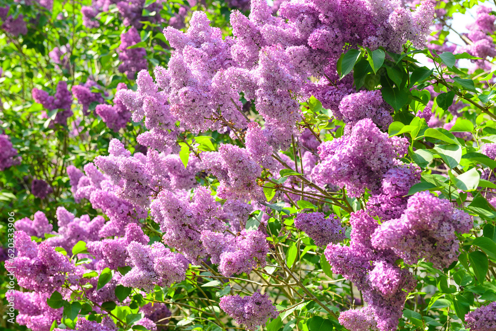 Beautiful violet lilac flowers on spring day