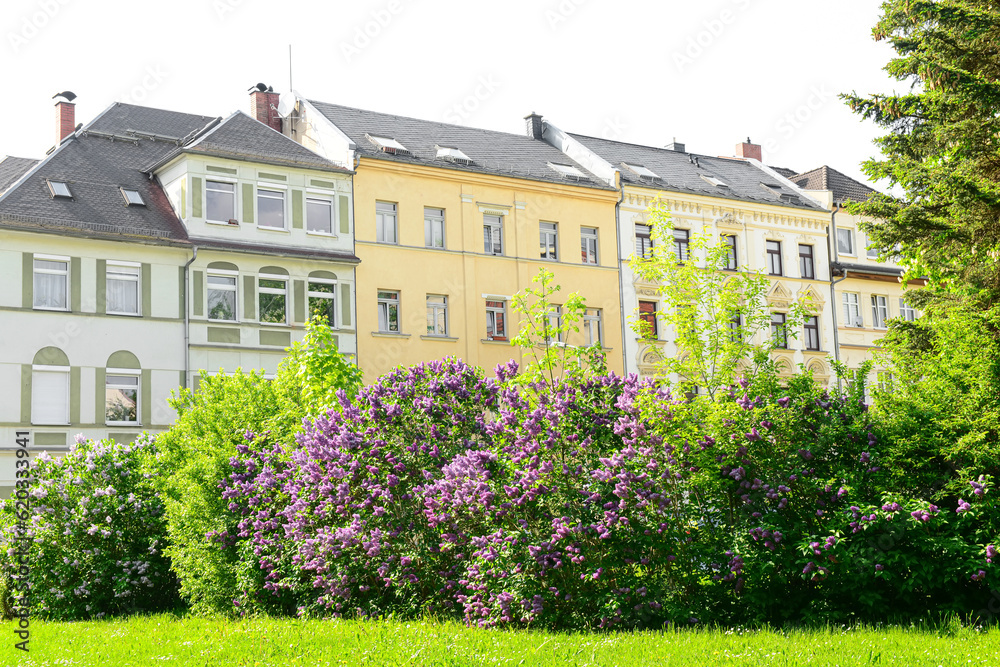 Beautiful lilac tree in city on spring day