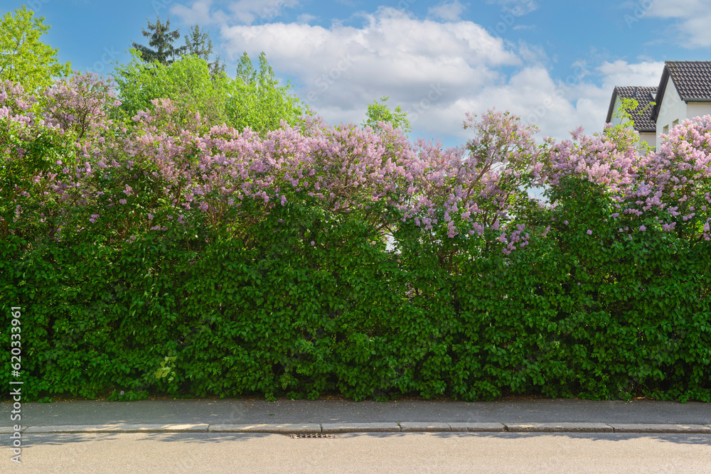 Beautiful lilac tree on spring day