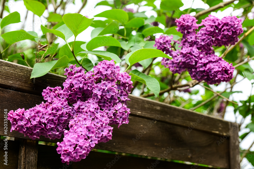 Beautiful violet lilac tree on spring day, closeup