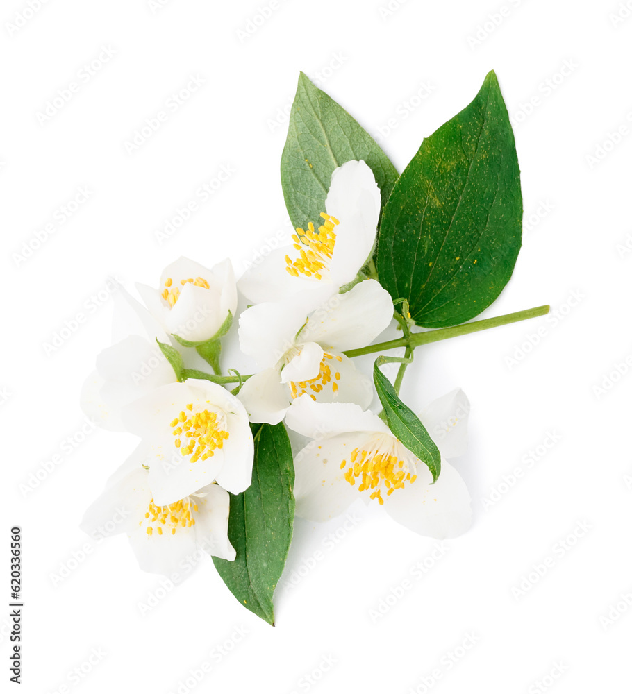 Jasmine twig on white background