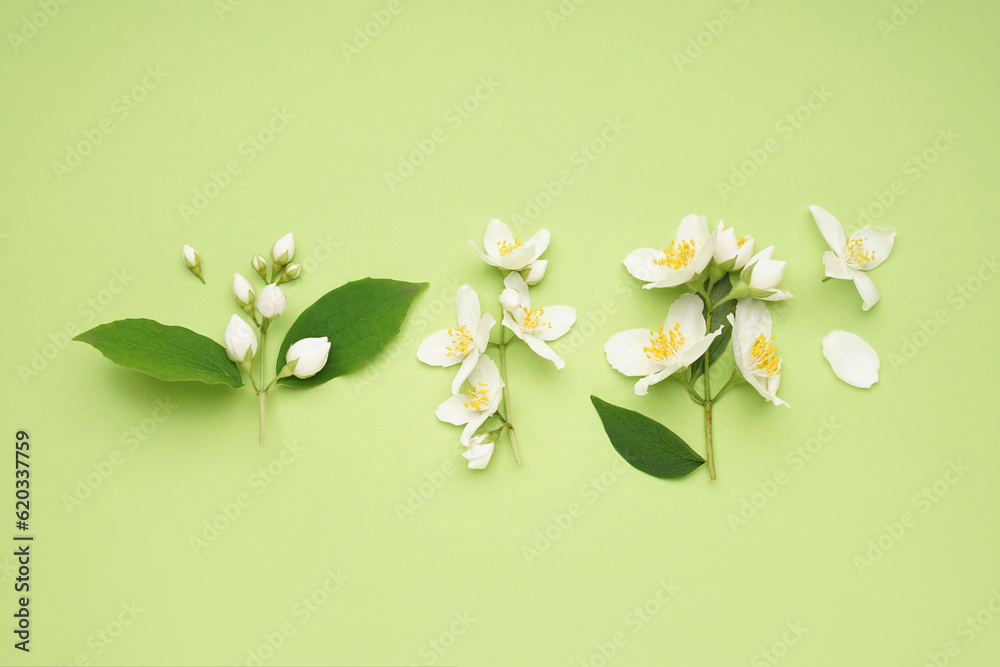 Composition with beautiful jasmine flowers and leaves on green background