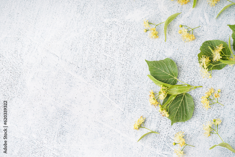 Aromatic linden flowers and leaves on light background