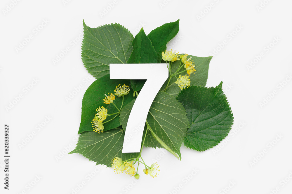 Linden green leaves and flowers with paper number seven on white background