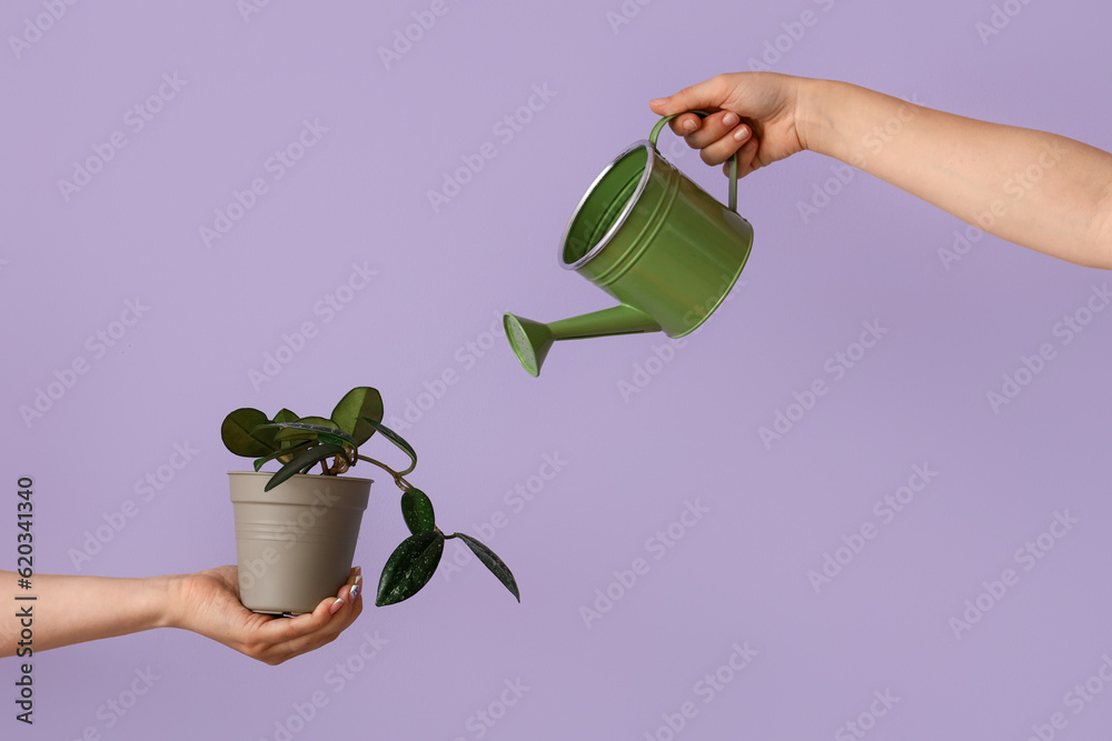 Women with watering can and plant on lilac background