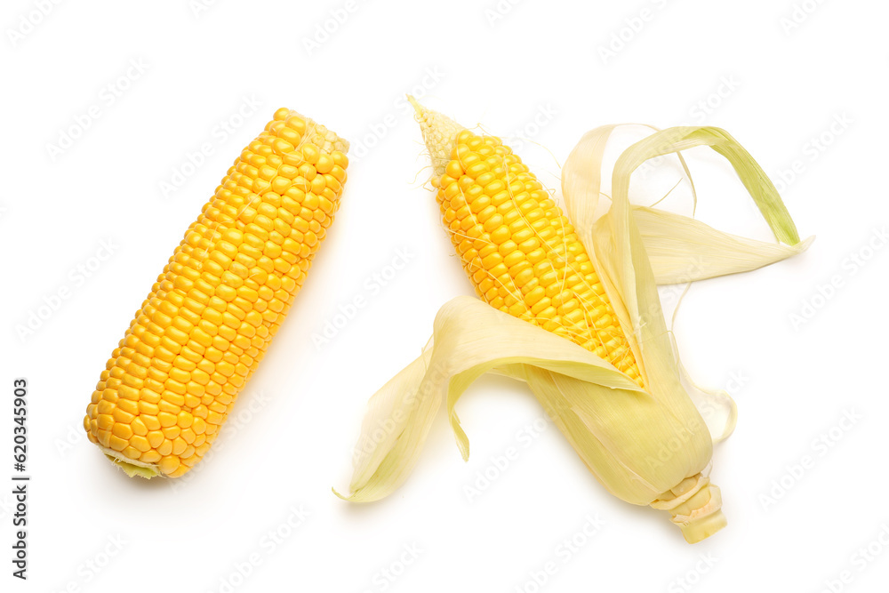 Fresh corn cobs on white background